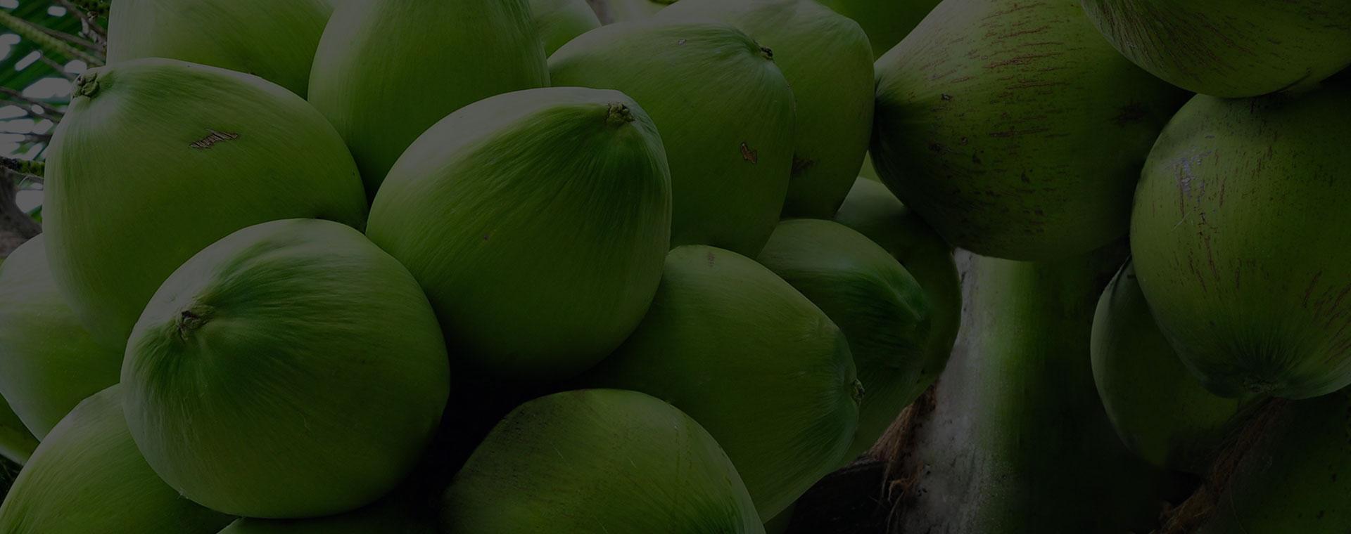 Make Cane Farming More Profitable with our Bio Fertilizers