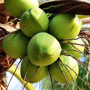 Coconut Farmer - Senthil