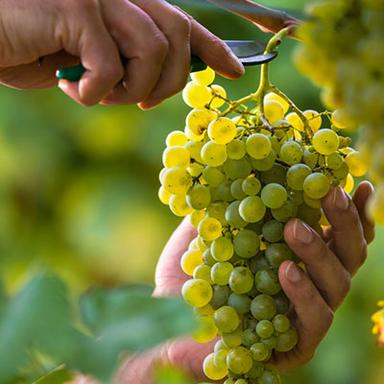 Grapes Farm - Kandasami