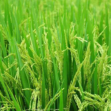 Paddy Farmer - Narayanasami