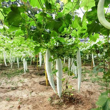 Multiple Crops - Raj Guptha